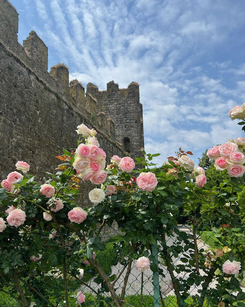 Montselice: Rosen und Festungsmauern